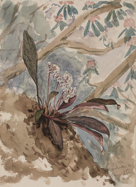 Berneuxia thibetica, F1528