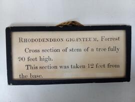 RBGE Museum label for Forrest's Rhododendron protistum section