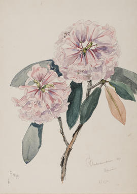 Rhododendron fulvum, F874