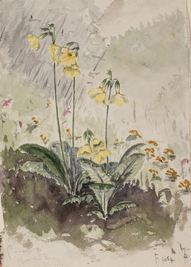 Primula serratifolia, F1054, Hpawshi Bum
