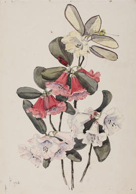 Rhododendron stewarteanum, ??? alpinex, F926