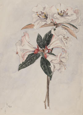 Rhododendron bullatum, F842