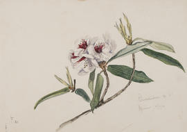 Rhododendron araiophyllum ser. irroratum, F811, Hpimaw