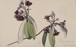Rhododendron genestierianum series glaucum, Nyitadi