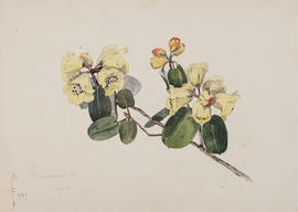 Rhododendron campylocarpum series caloxanthum, F937
