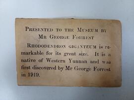 RBGE Museum label for Forrest's Rhododendron protistum section