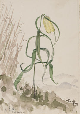 Fritillaria sp., F883