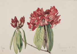 Rhododendron tanastylum ser. irroratum, F812, Hpimaw