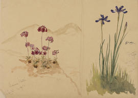 Androsace tibetica, Iris goniocarpa, Tien Tan Ssu