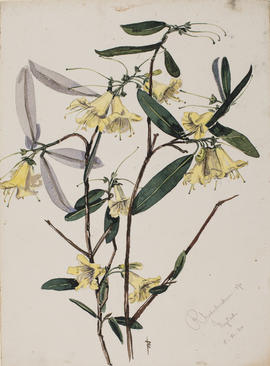 Rhododendron species, Nyitadi