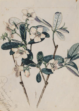 Rhododendron species, Moku-ji