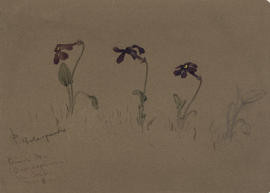 Primula viola-grandis [Omphallogramma vinciflorum?], No 6