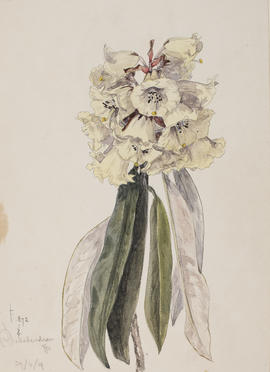 Rhododendron sidereum, F872