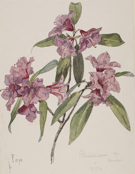 Rhododendron rubiginosum, F875, Hpimaw