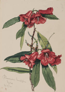 Rhododendron tanastylum ser. irroratum, Nyitadi