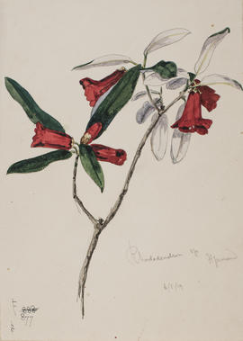 Rhododendron veriflorum, F877, Hpimaw